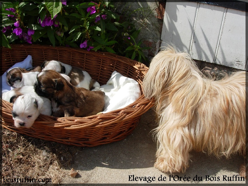 Publication : de l'Orée du Bois Ruffin