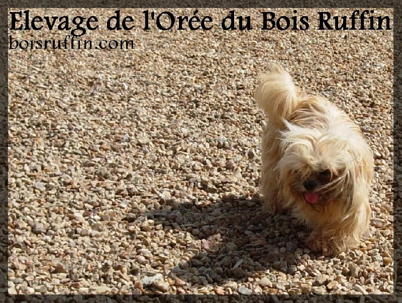 Publication : de l'Orée du Bois Ruffin