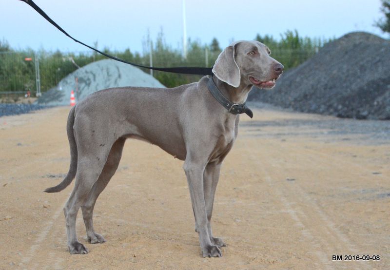 Publication : Edelweims de la Clarée Auteur : b.molozay