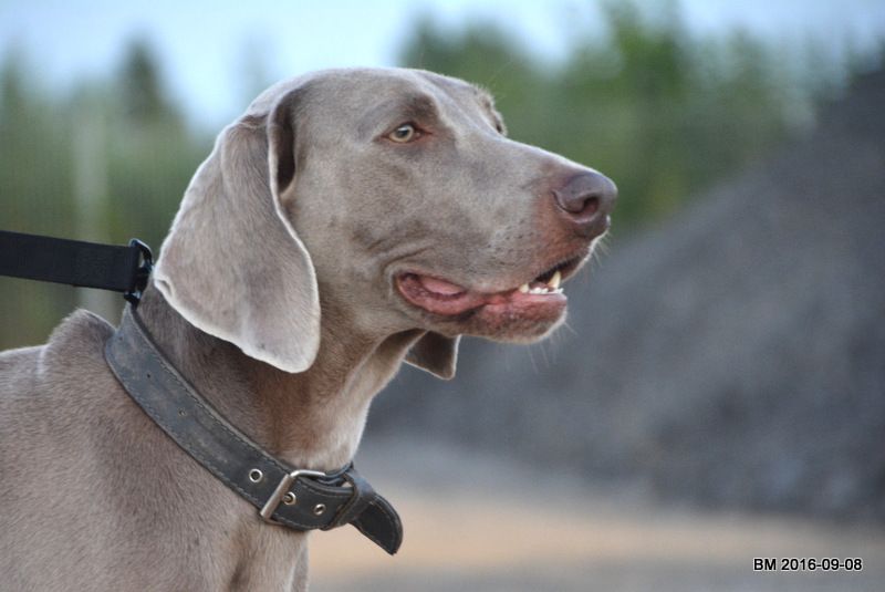 Publication : Edelweims de la Clarée Auteur : b.molozay