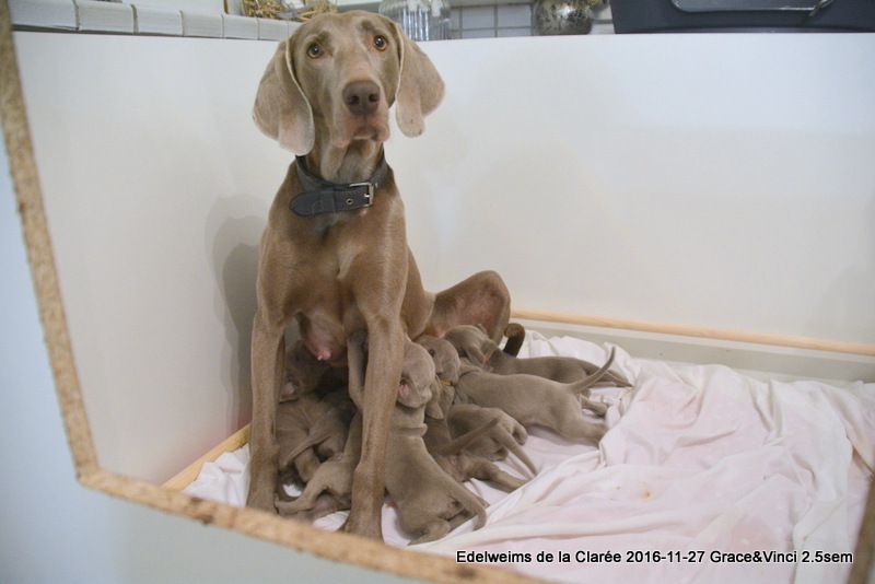 Publication : Edelweims de la Clarée Auteur : b.molozay