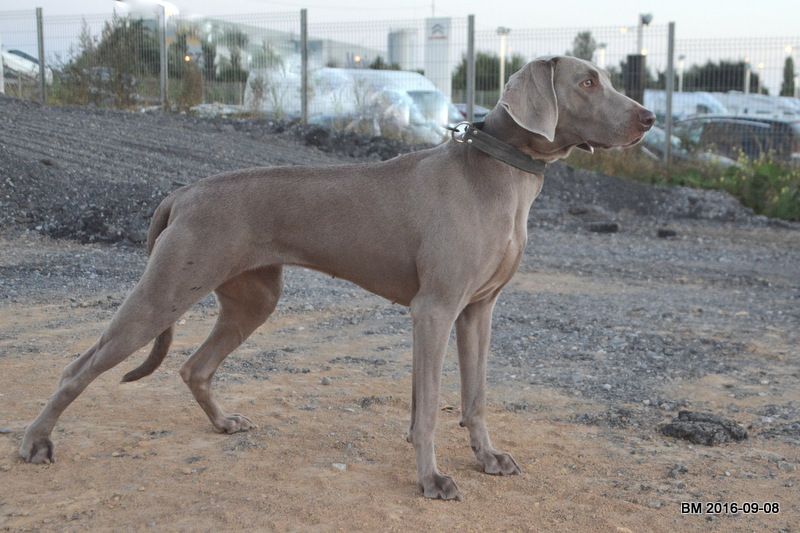 Publication : Edelweims de la Clarée Auteur : b.molozay