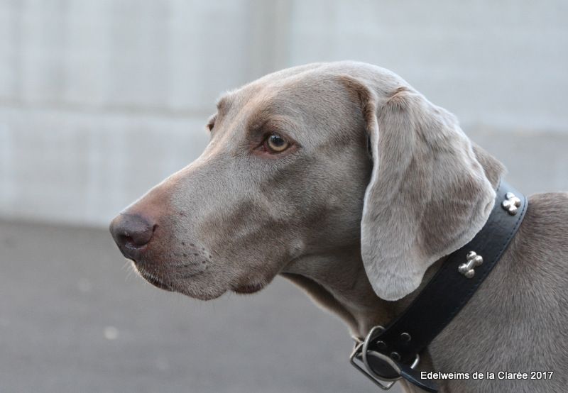 Publication : Edelweims de la Clarée Auteur : b.molozay