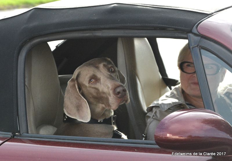 Publication : Edelweims de la Clarée Auteur : b.molozay