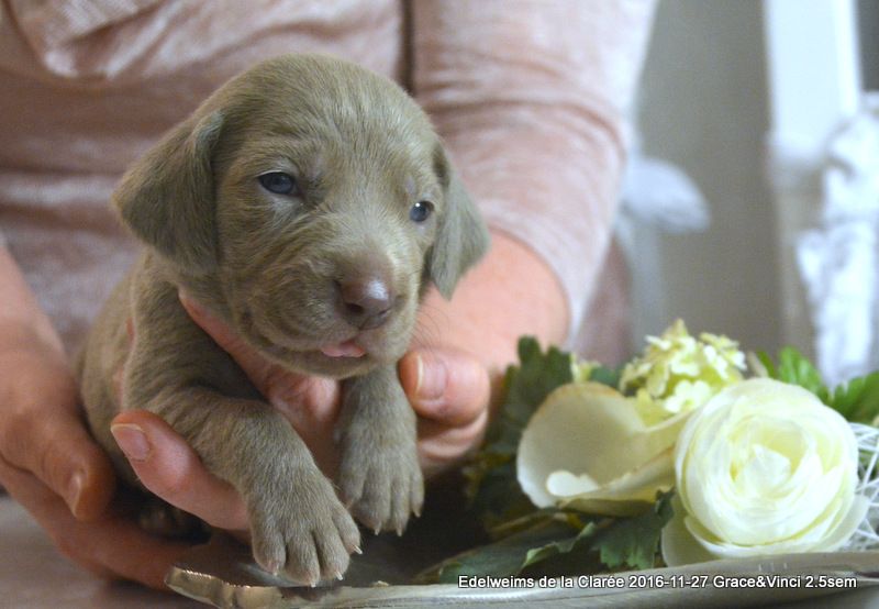 Publication : Edelweims de la Clarée Auteur : b.molozay
