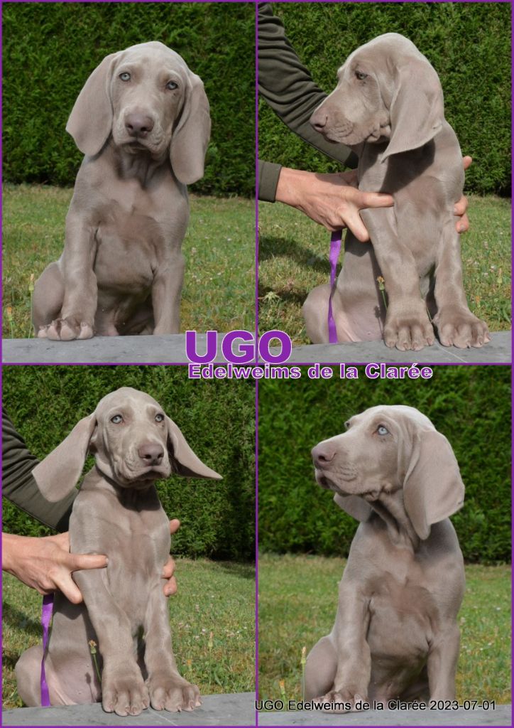 UGO (violet)