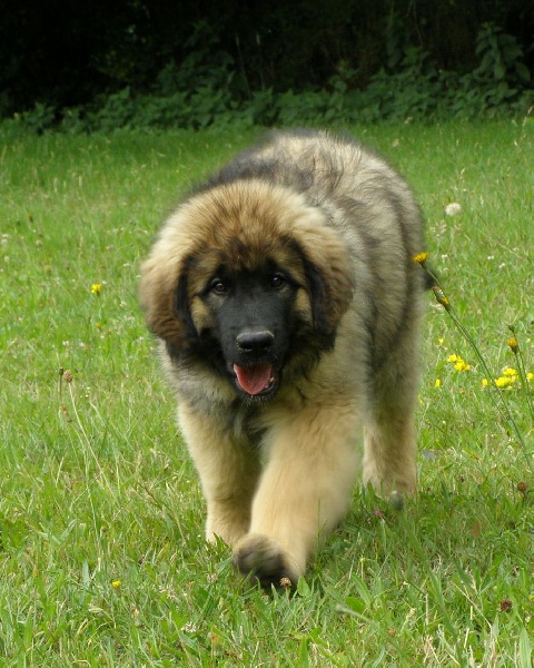 Publication : du Bois du Frêne Auteur : Céline Rei-Chambon