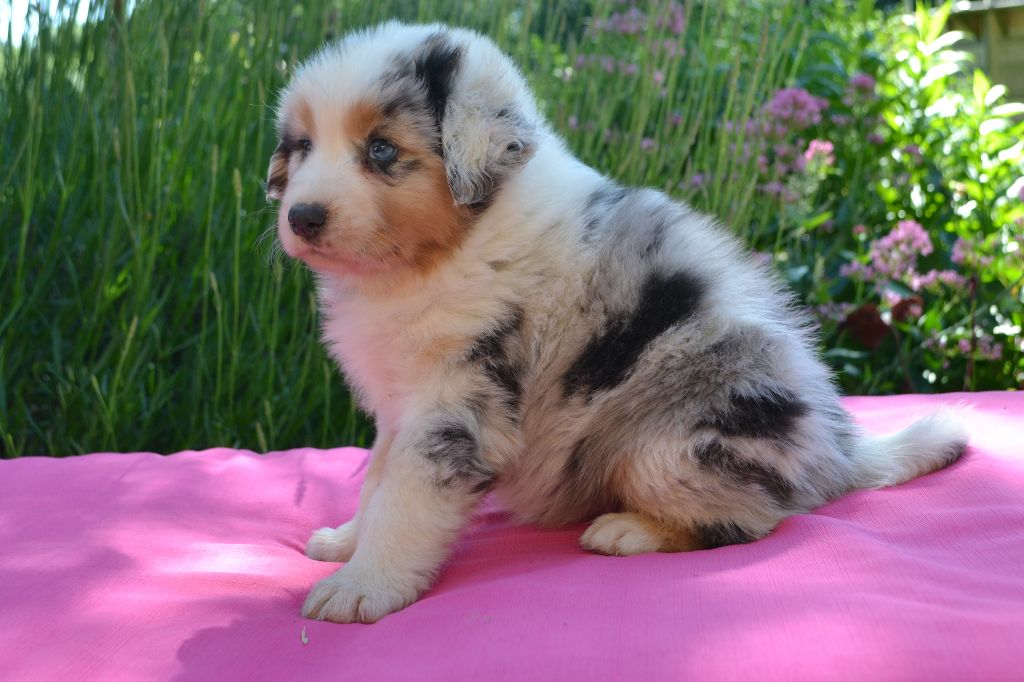 Chiot Berger Australien Perle Bleue Femelle Disponible En Auvergne Rhone Alpes 01 Ain Toutes Les Portees Les Chiots De Race Les Eleveurs Et Chiens De Race Sont Sur Chiens De France Com