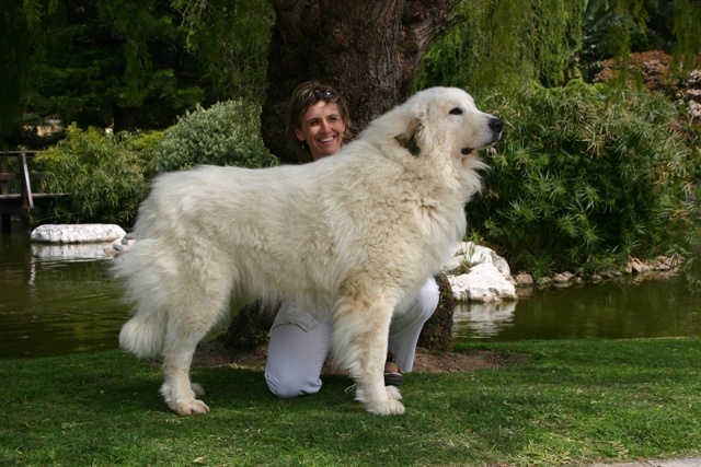 CH. Calvin klein du Mas de la Valliere - Meilleur de Race CAC CACIB 1er Exc COM