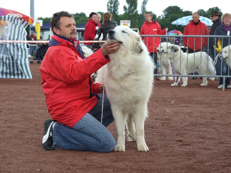 CH. Calvin klein du Mas de la Valliere - CAC 1er Exc Classe Ouvete Mâle