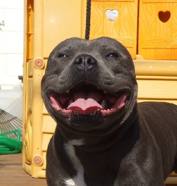 Publication : de bluedogcity