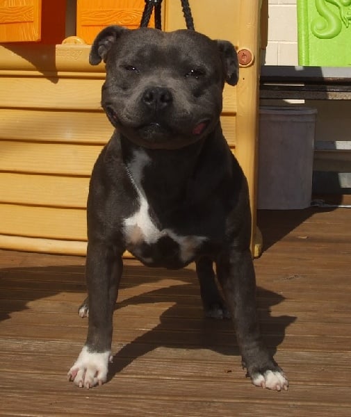 Publication : de bluedogcity