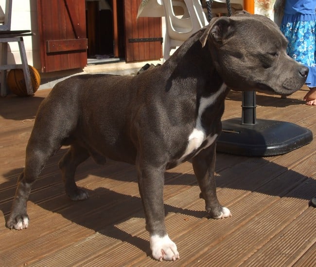 Publication : de bluedogcity