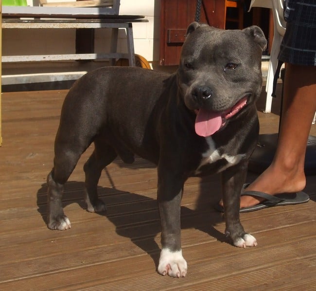 Publication : de bluedogcity