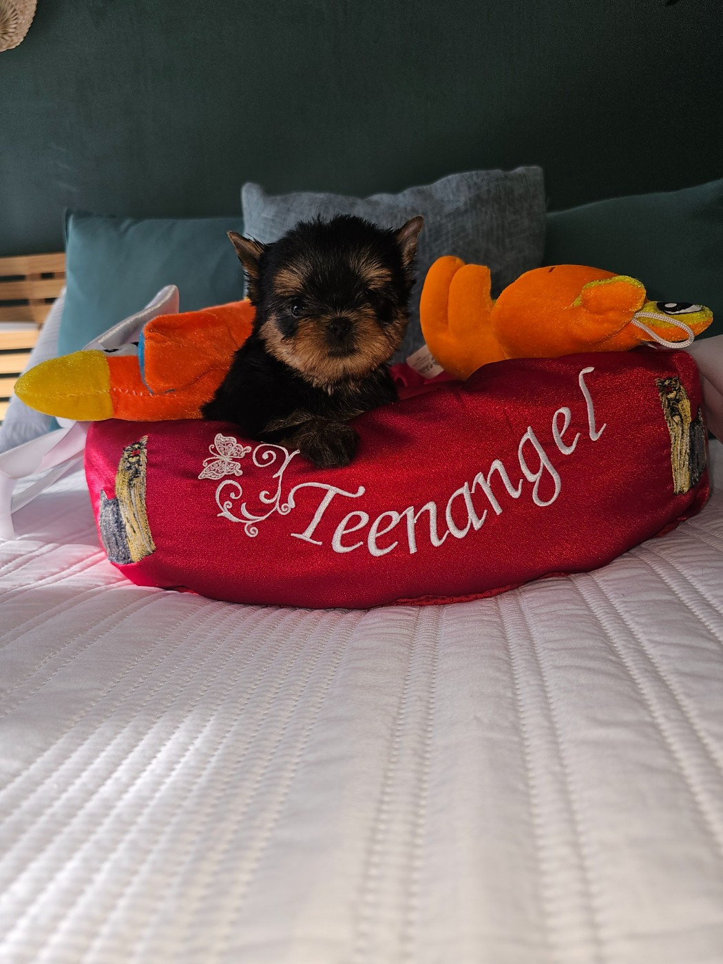 CHIOT 1 - Yorkshire Terrier