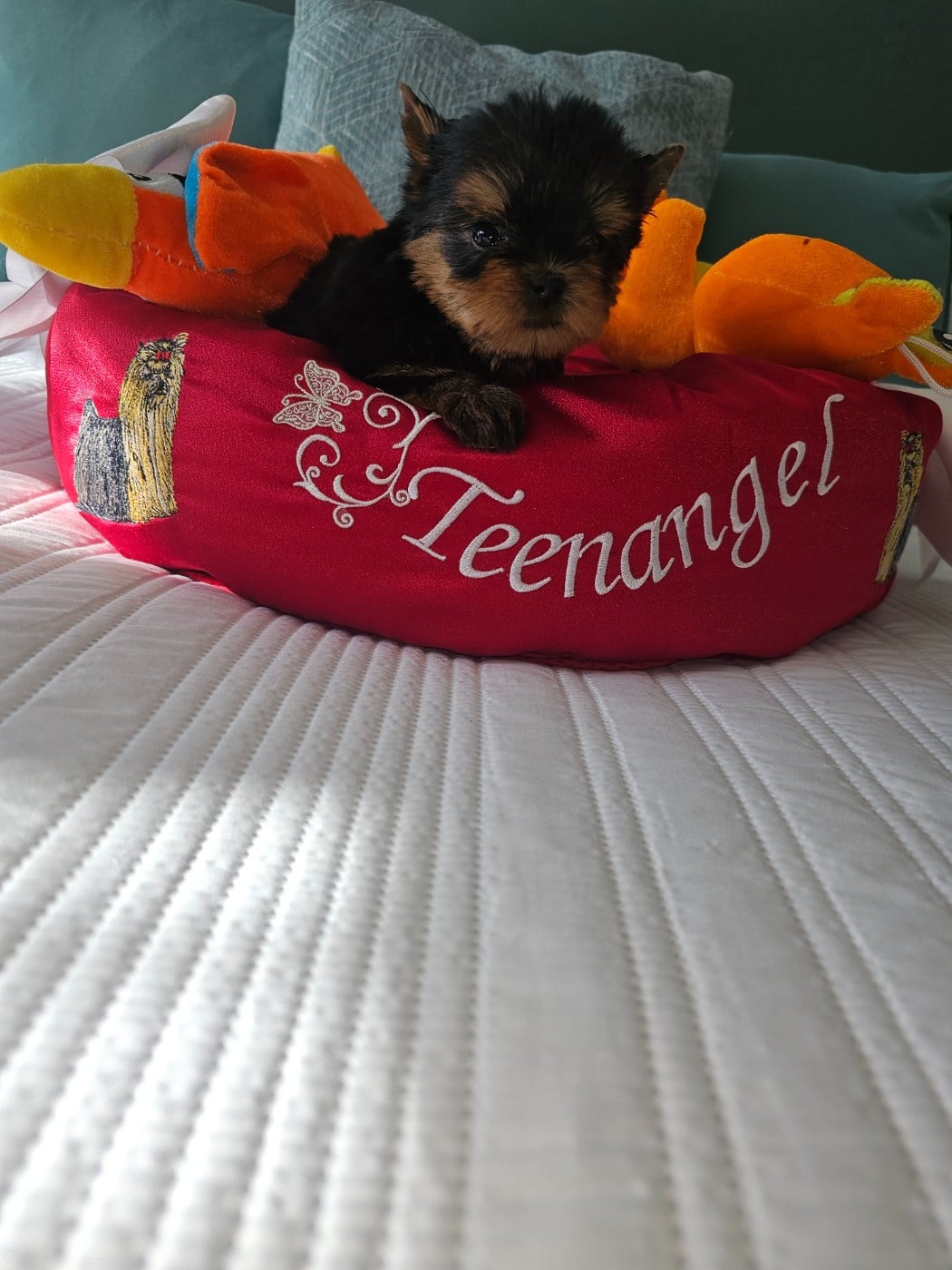 CHIOT 2 - Yorkshire Terrier