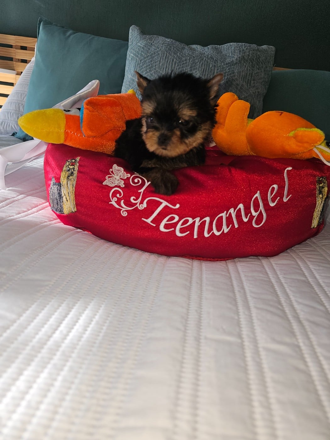 CHIOT 3 - Yorkshire Terrier