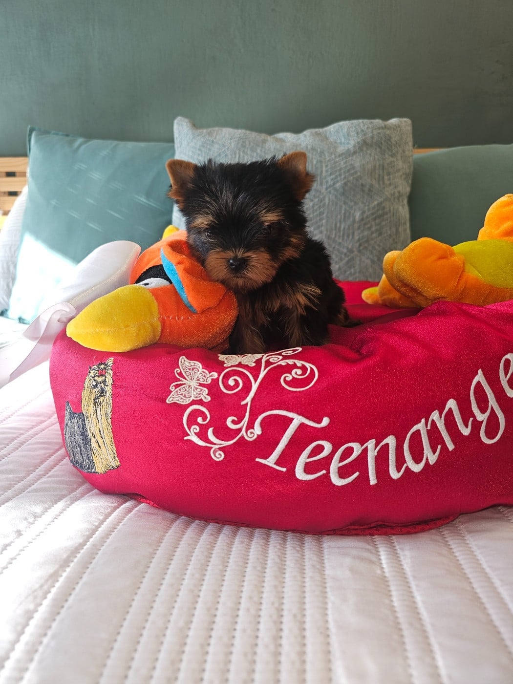CHIOT 4 - Yorkshire Terrier