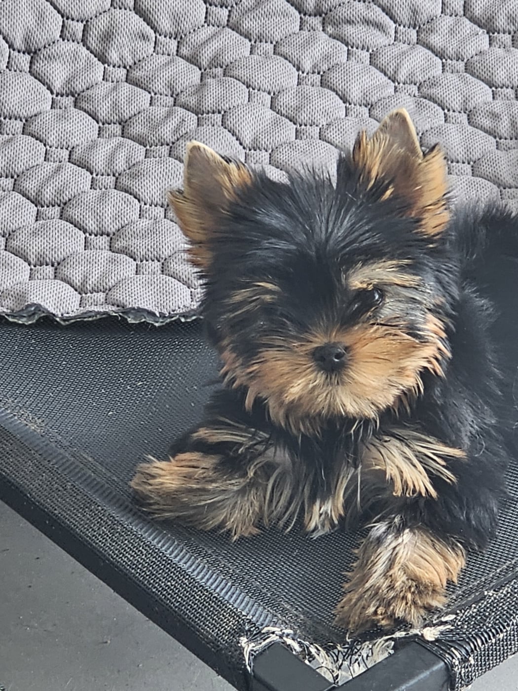 Yorkshire Terrier - Teenangel