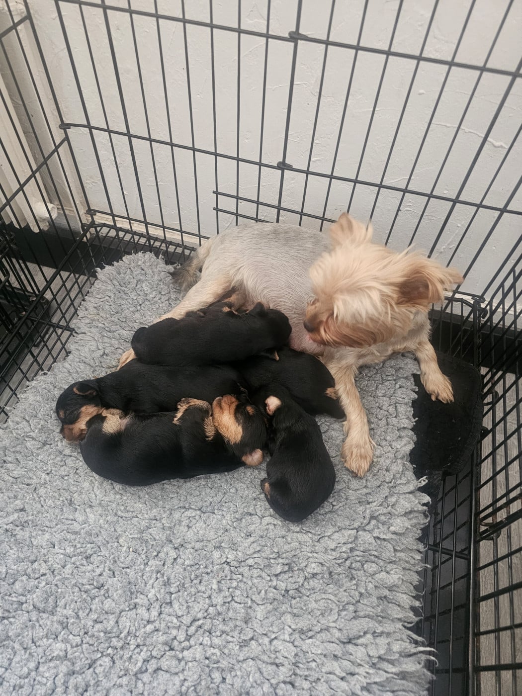 Chiot N°1 - Yorkshire Terrier