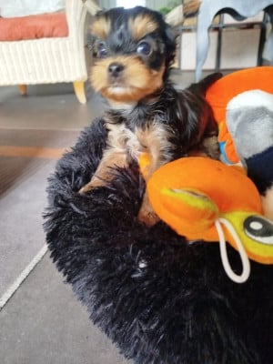 Les chiots de Yorkshire Terrier
