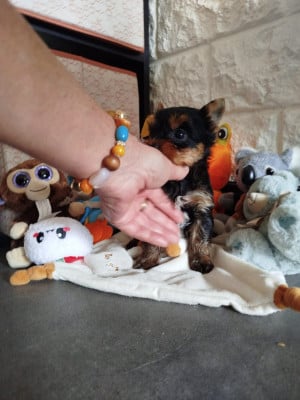 Les chiots de Yorkshire Terrier
