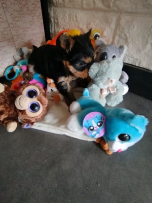 Les chiots de Yorkshire Terrier