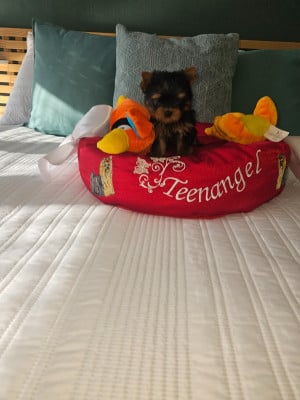 Les chiots de Yorkshire Terrier