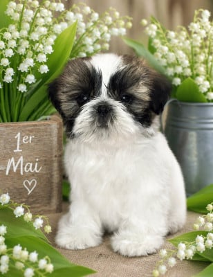 Les chiots de Shih Tzu