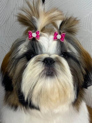 Les chiots de Shih Tzu