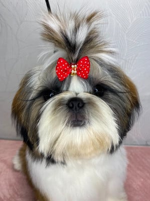 Les chiots de Shih Tzu