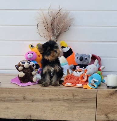 Les chiots de Yorkshire Terrier