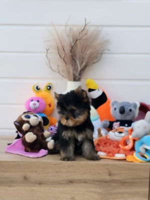 Les chiots de Yorkshire Terrier