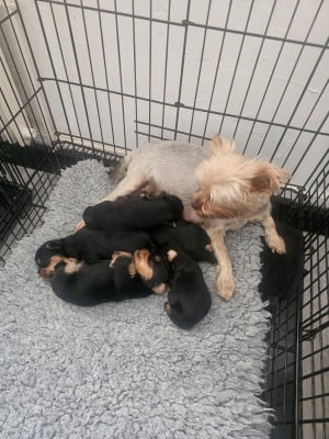 Yorkshire Terrier