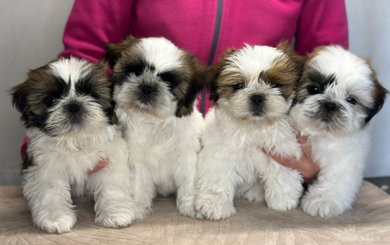 Shih Tzu - Teenangel
