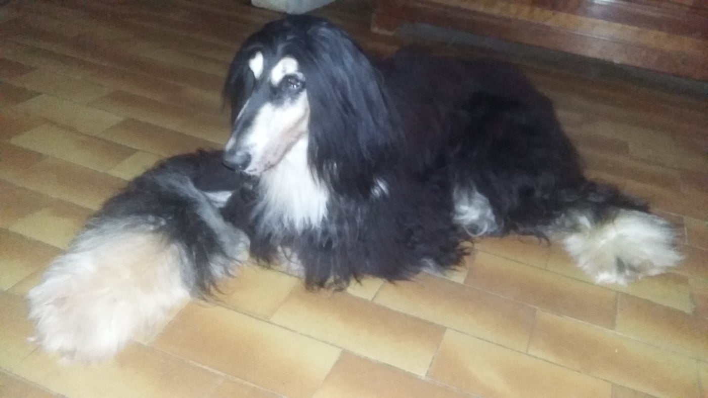 DARK ANGEL TWINKLING  du mont st nicolas