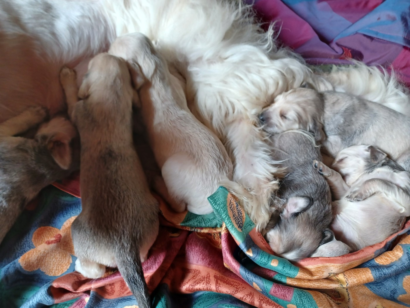 BELLISSIMA Chiot N°4