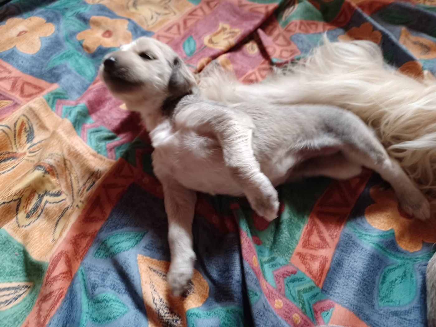 BELLISSIMA Chiot N°4