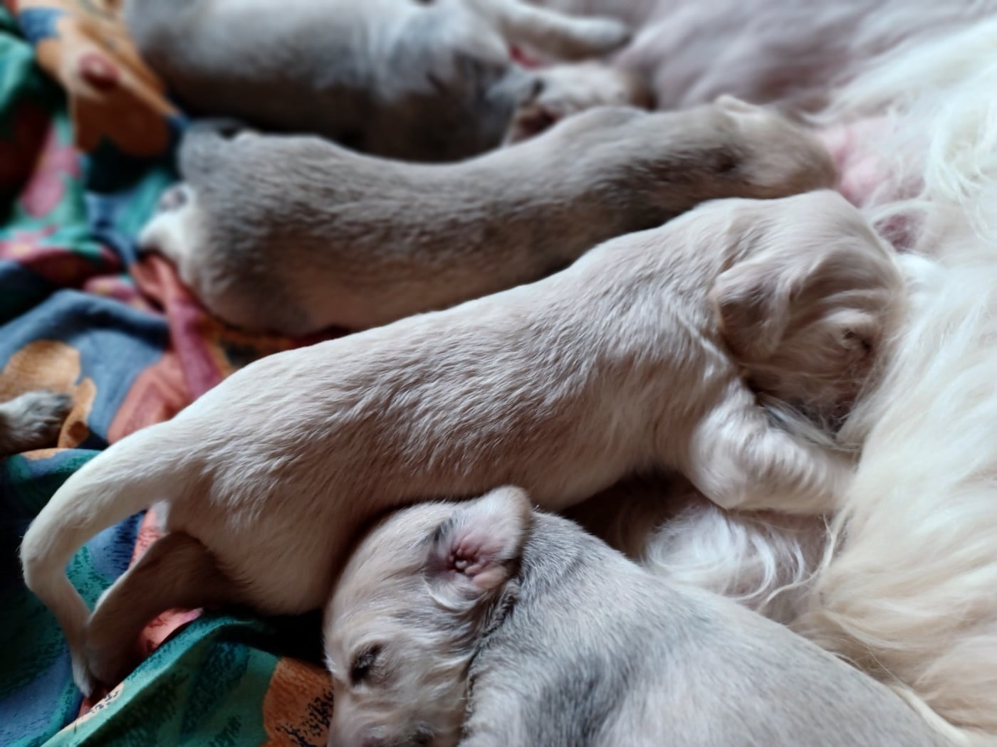 BALKHY Chiot N°5