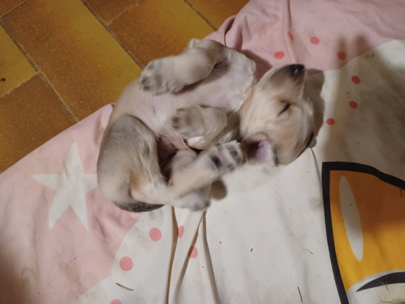 BLONDY Chiot N°7