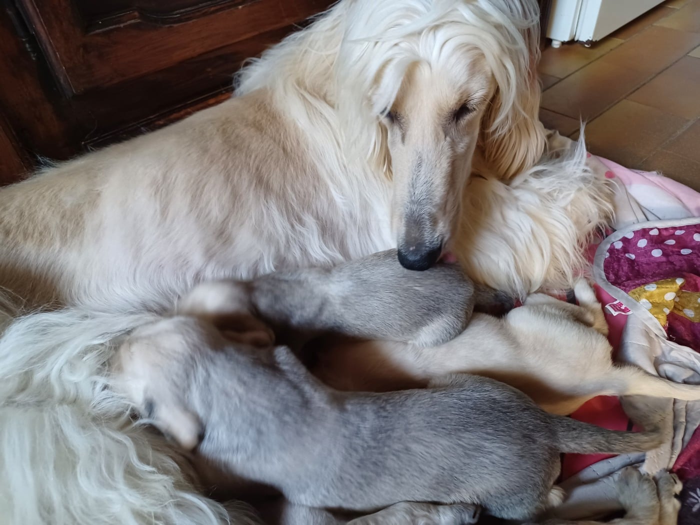 BALKHY Chiot N°5