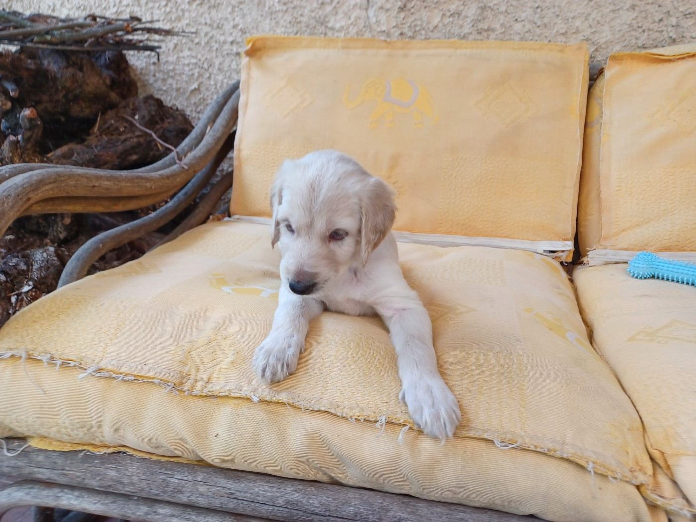 BLONDY Chiot N°7