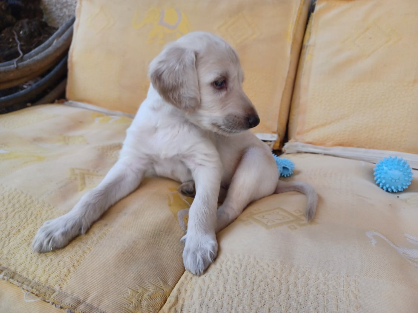 BAGHEERA Chiot N°1