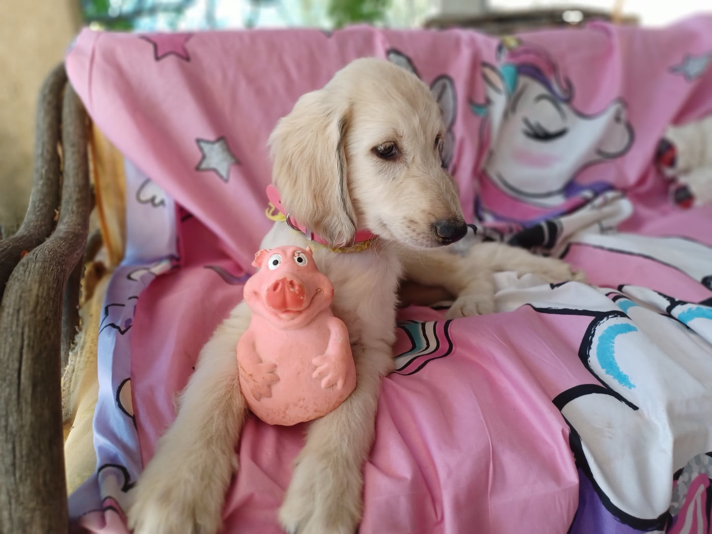 BLONDIE Chiot N°7