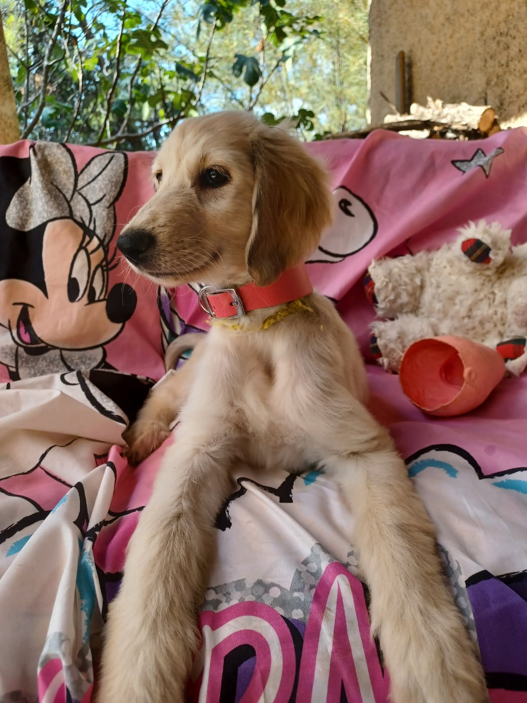 BLONDIE Chiot N°7