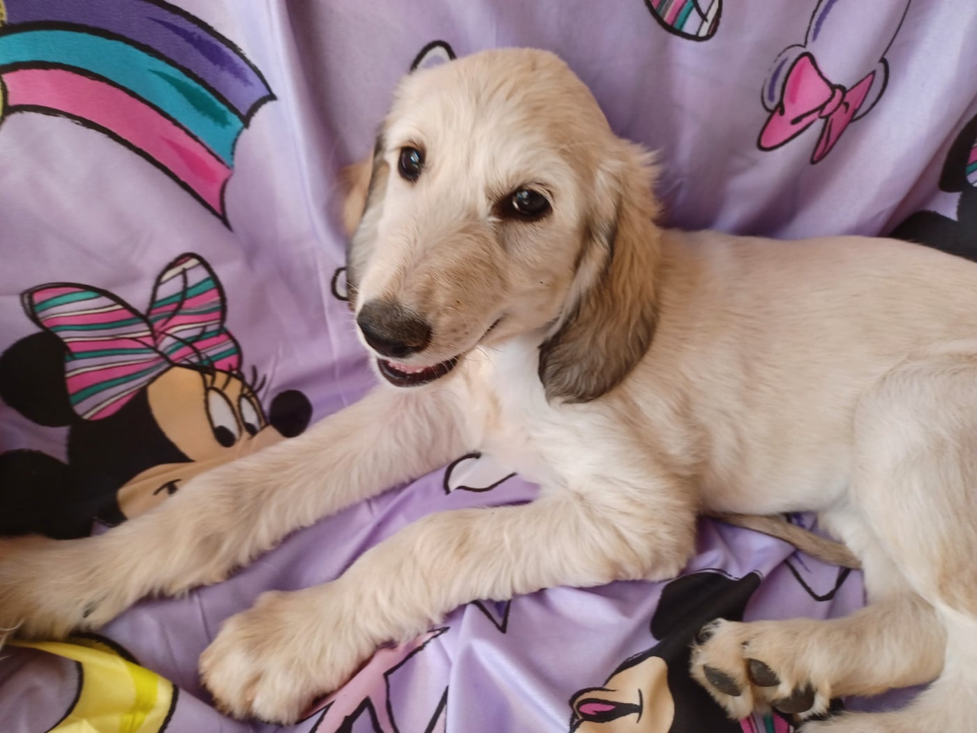 BAGHEERA Chiot N°1
