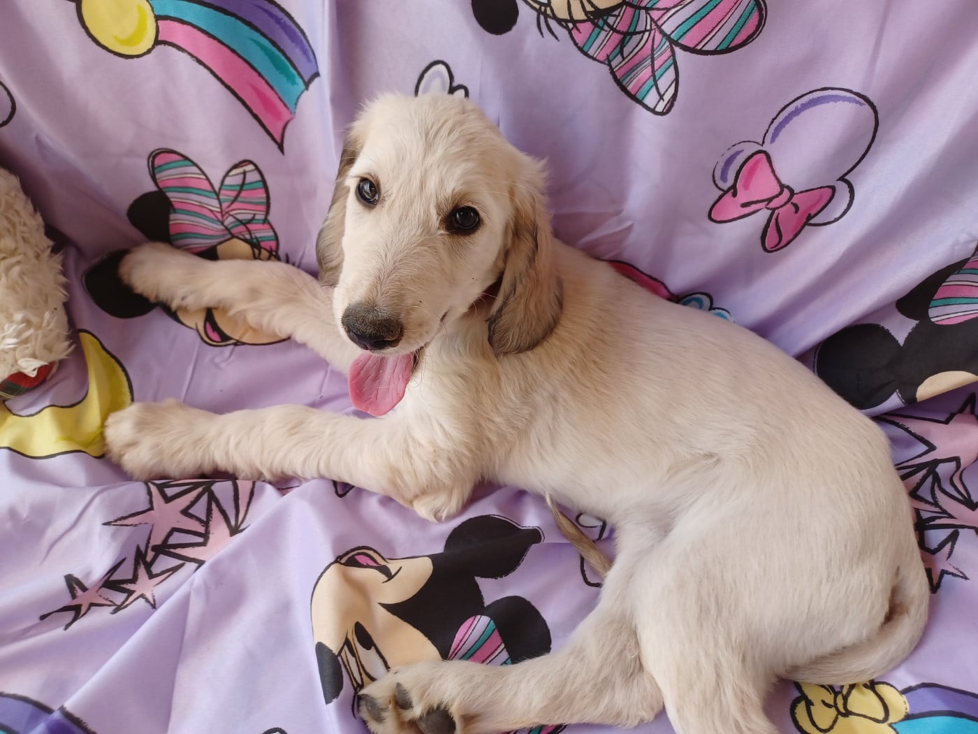 BAGHEERA Chiot N°1