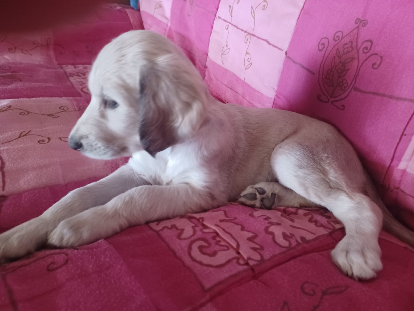 BAGHEERA Chiot N°1