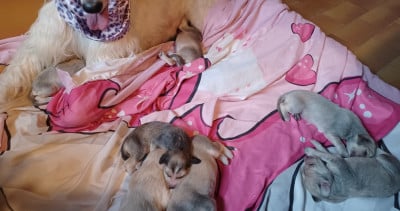 Les chiots de Levrier afghan