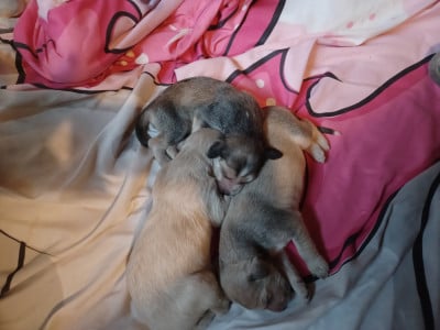 Les chiots de Levrier afghan